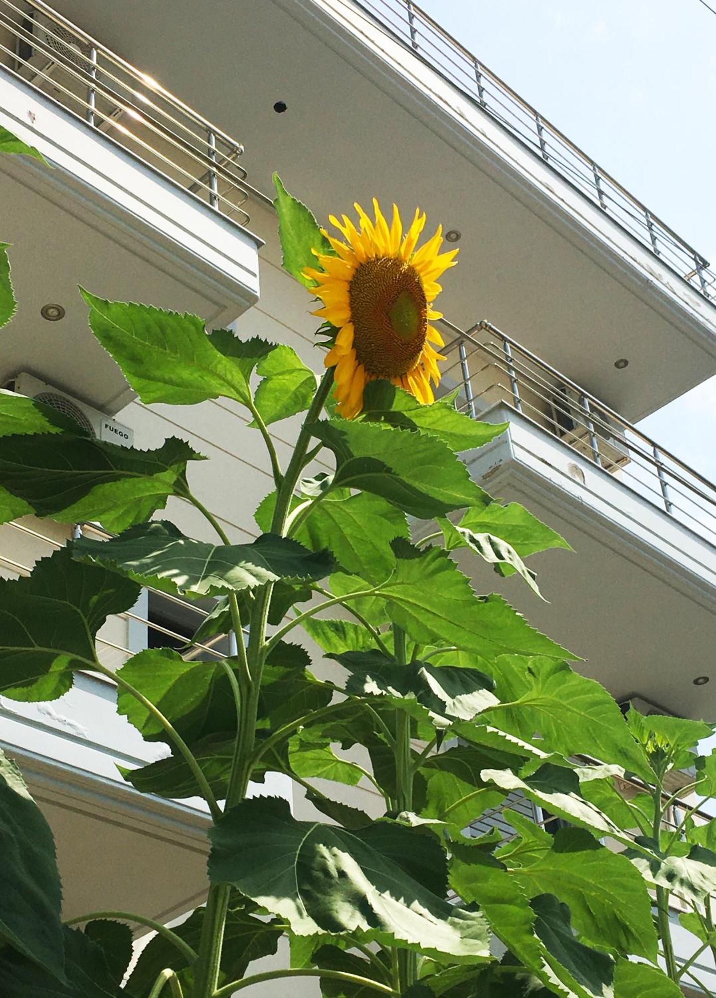 Sunflower Himara Bagian luar foto